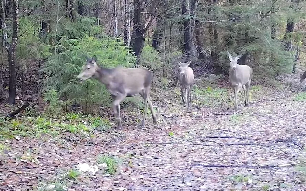 Cârd de căprioare într-o pădure din Munții Apuseni FOTO captură video PNA