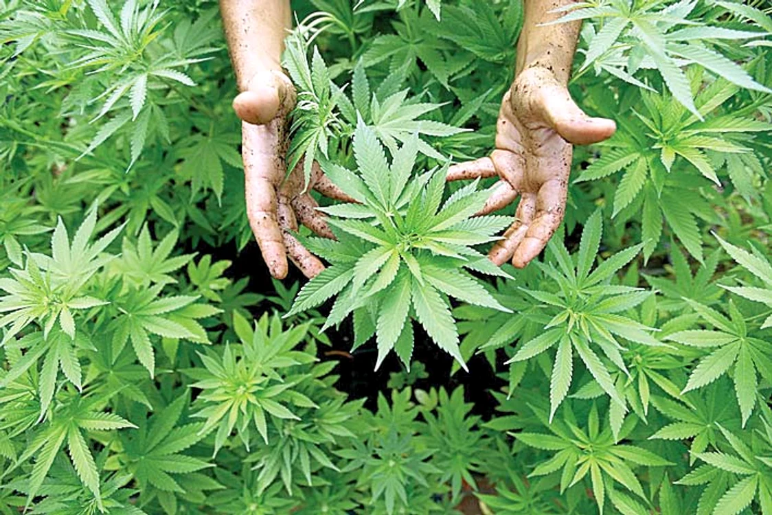
    Polițiștii au ridicat plantele de canabis  