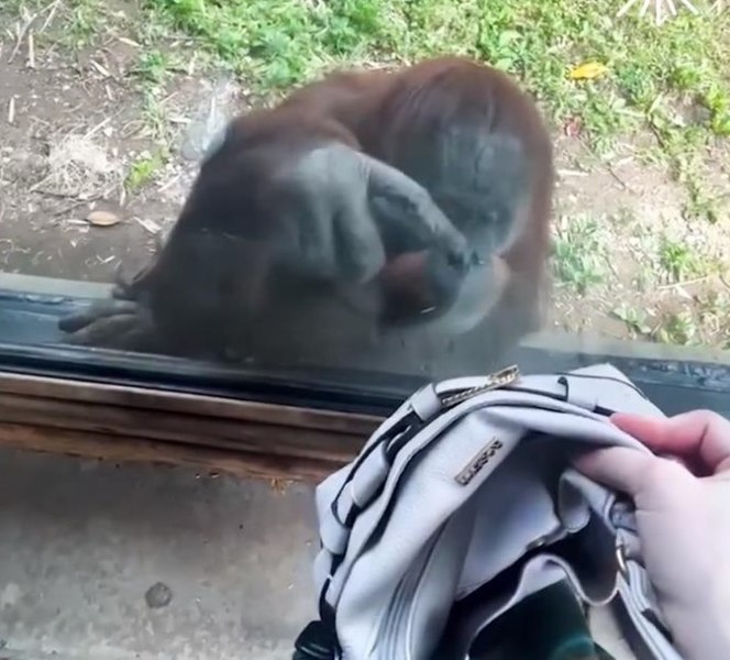 Imaginile cu un urangutan care le cere turiştilor să îi arate dacă au mâncare în geantă fac deliciul internauţilor | VIDEO