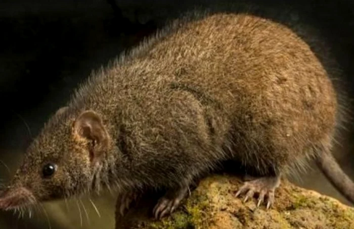 Incredibil! Face sex până la moarte!