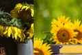 Care sunt punctele tale slabe  Alege o fotografie cu floarea vedetă a lunii iulie 1  Sursa foto shutterstock 762794164 jpg