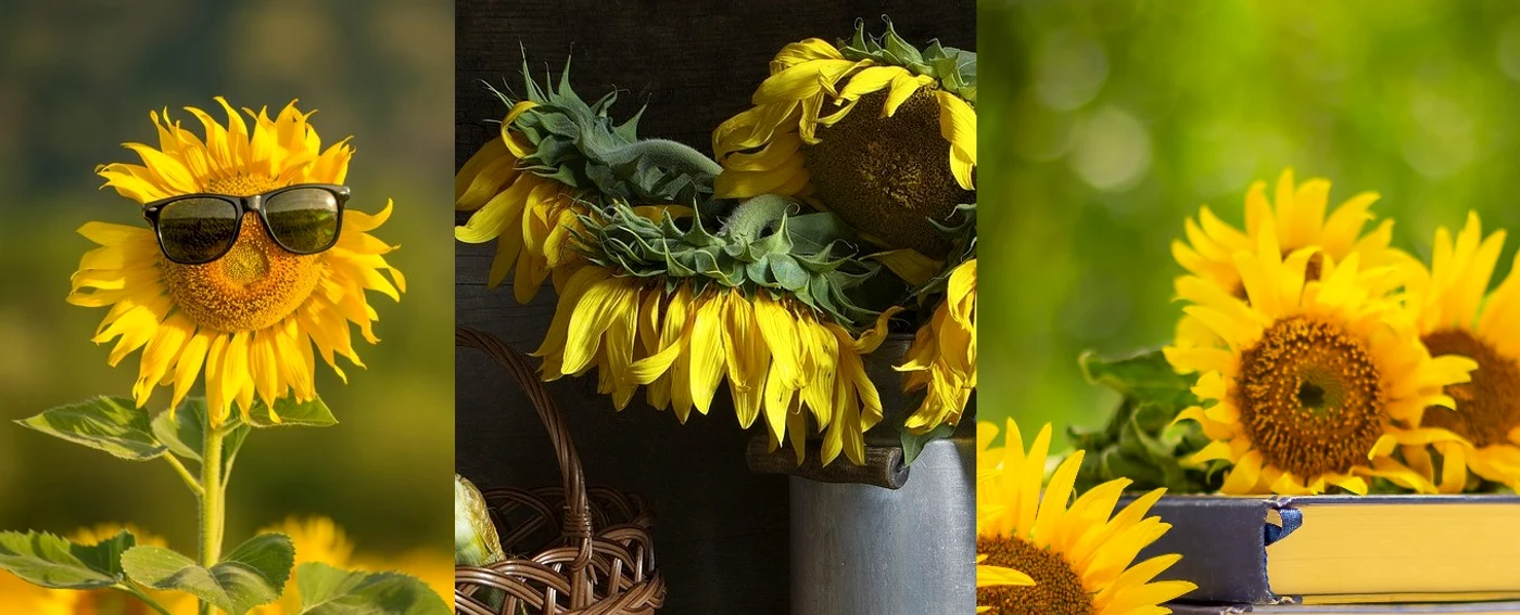 Care sunt punctele tale slabe  Alege o fotografie cu floarea vedetă a lunii iulie 1  Sursa foto shutterstock 762794164 jpg