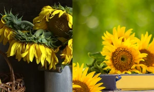 Care sunt punctele tale slabe  Alege o fotografie cu floarea vedetă a lunii iulie 1  Sursa foto shutterstock 762794164 jpg