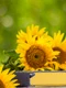 Care sunt punctele tale slabe  Alege o fotografie cu floarea vedetă a lunii iulie 1  Sursa foto shutterstock 762794164 jpg