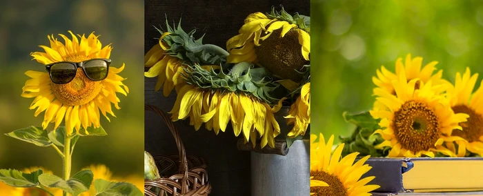 Care sunt punctele tale slabe Alege o fotografie cu floarea vedetă a lunii iulie 1 Sursa foto shutterstock 762794164 jpg