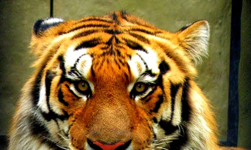 Tigrul de la Zoo obiect de inventar jpeg