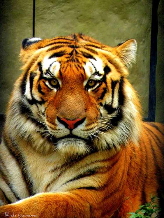 Tigrul de la Zoo   obiect de inventar jpeg