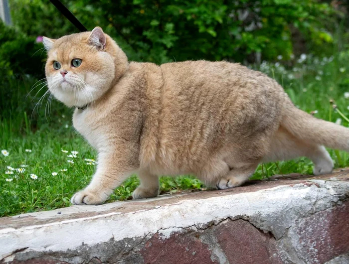 FOXYLAND BENJAMIN GOLD jpg