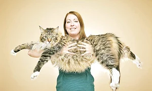 Mâţa Ludo este cea mai  mare din lume, cu o  lungime de 94 cm jpeg