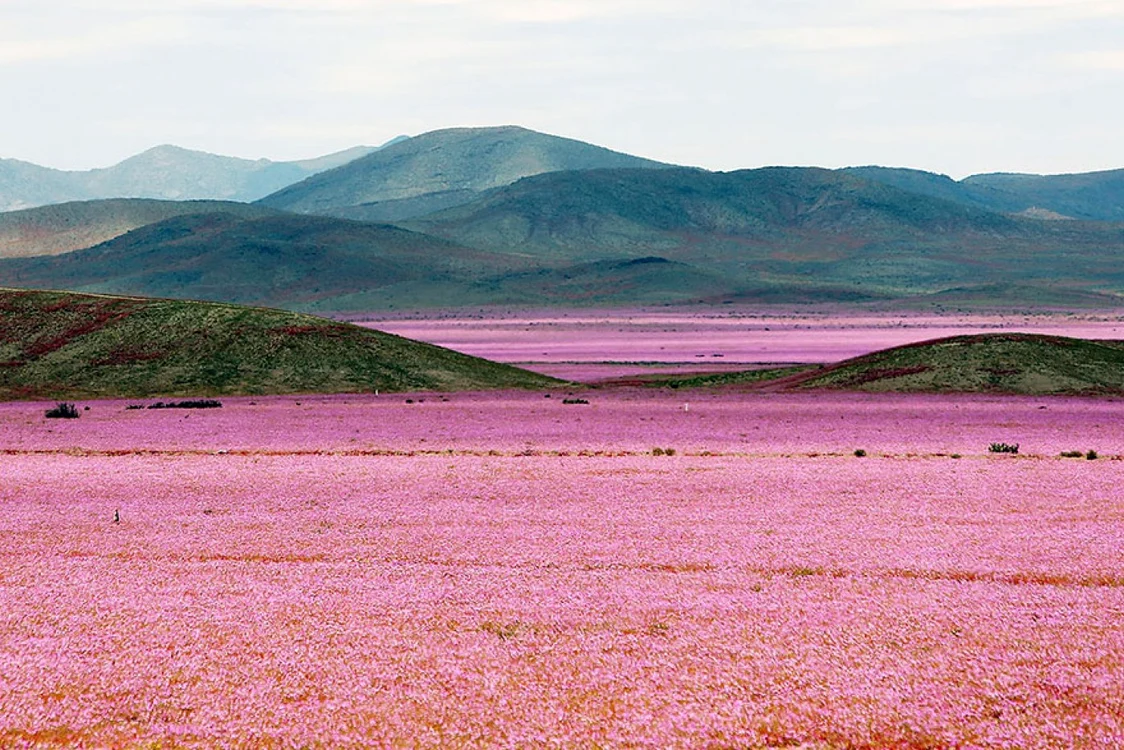 Covor de flori în desertul Atacama. FOTO boredpanda.com/ EFE/Mario Ruiz