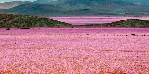 covor de flori in desertul atacama