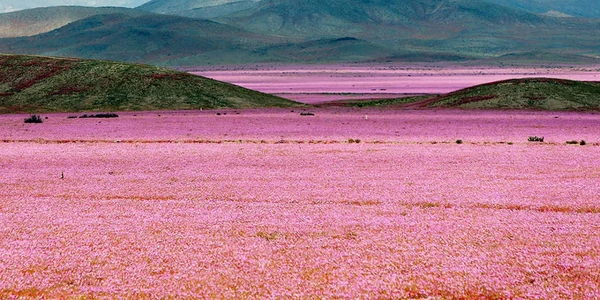covor de flori in desertul atacama