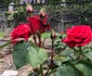 26 regina maria eastwell manor eastwell park ashford kent 13 jpg jpeg