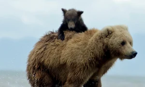 mare caters buckaroo bear 08 jpeg