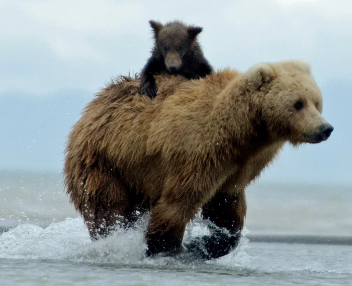 Mama îşi învaţă puiul să prindă somoniFoto Caters