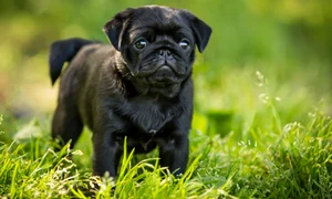 shutterstock 315778526 jpeg