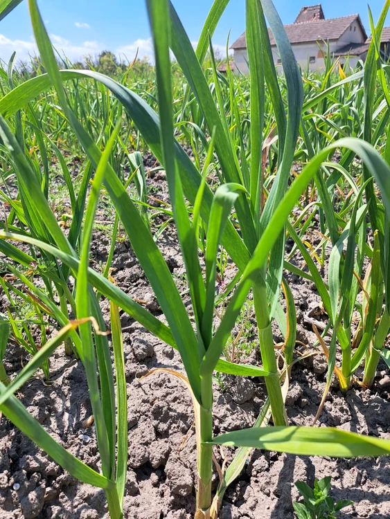 Cristian Fota a cultivat usturoi și în acest an, pe 3 hectare FOTO: arhiva personală