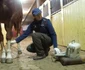 veterinar bistrita 2