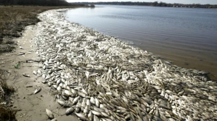 
    Malul Râului Bahlui este sufocat de sute de peși morțiFotografii: ziaruldeiasi.ro  