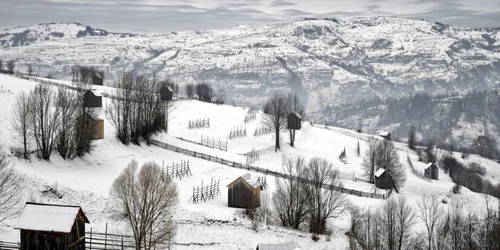 Tamas Dezso