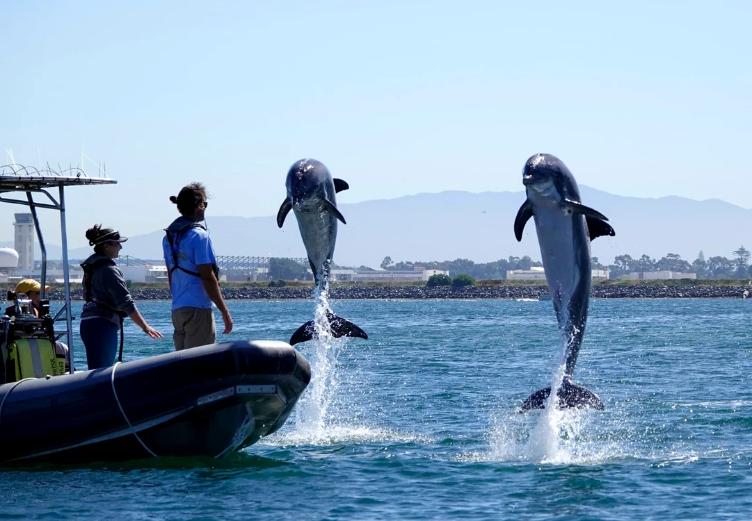 Antrenori lucrează cu delfinii Marinei americane FOTO Profimedia 
