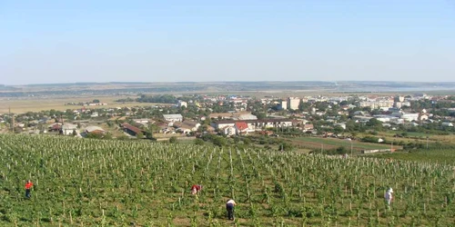 Deseori podgoriile din Dragasani sunt călcate de hoţi care fură şpalierii