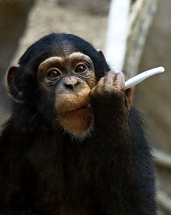 maimuta periuta de dinti