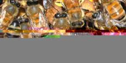 Albinele sunt organizate social desăvârşit