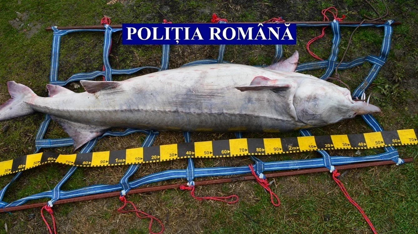 Morunul avea peste doi metri şi jumătate şi 120 de kilogramefoto: News.ro