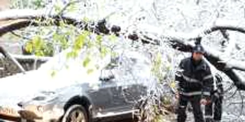 Doi pompieri se afla in zona in care un copac a cazut pe o strada din Bucuresti FOTO Mediafax