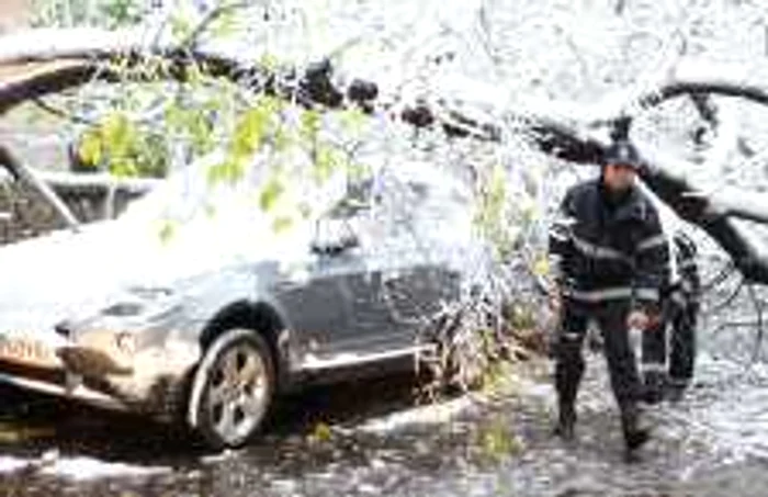 Doi pompieri se afla in zona in care un copac a cazut pe o strada din Bucuresti FOTO Mediafax