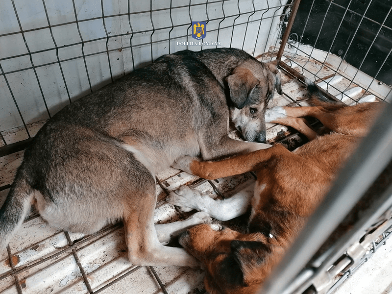 Amendă uriașă pentru un proprietar de câini. Înfometa animalele și apoi le lăsa libere pe stradă