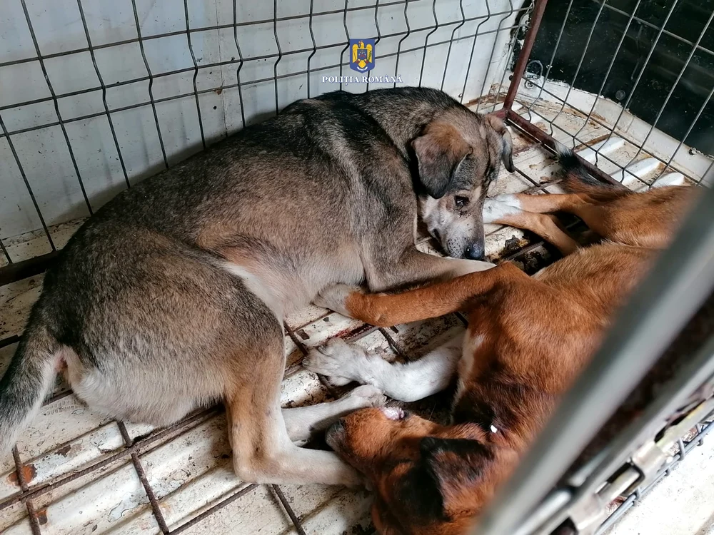 Doi dintre câinii ridicați de la proprietar FOTO IPJ Brăila