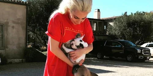 Bulldog francez - caine - Lady Gaga FOTO Twitter E News