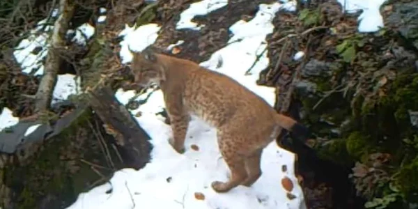 animale apuseni