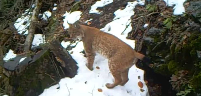 Un râs surprins de o cameră fixă în Parcul Natural Apuseni