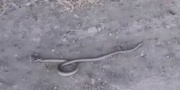 sarpe (1) gif