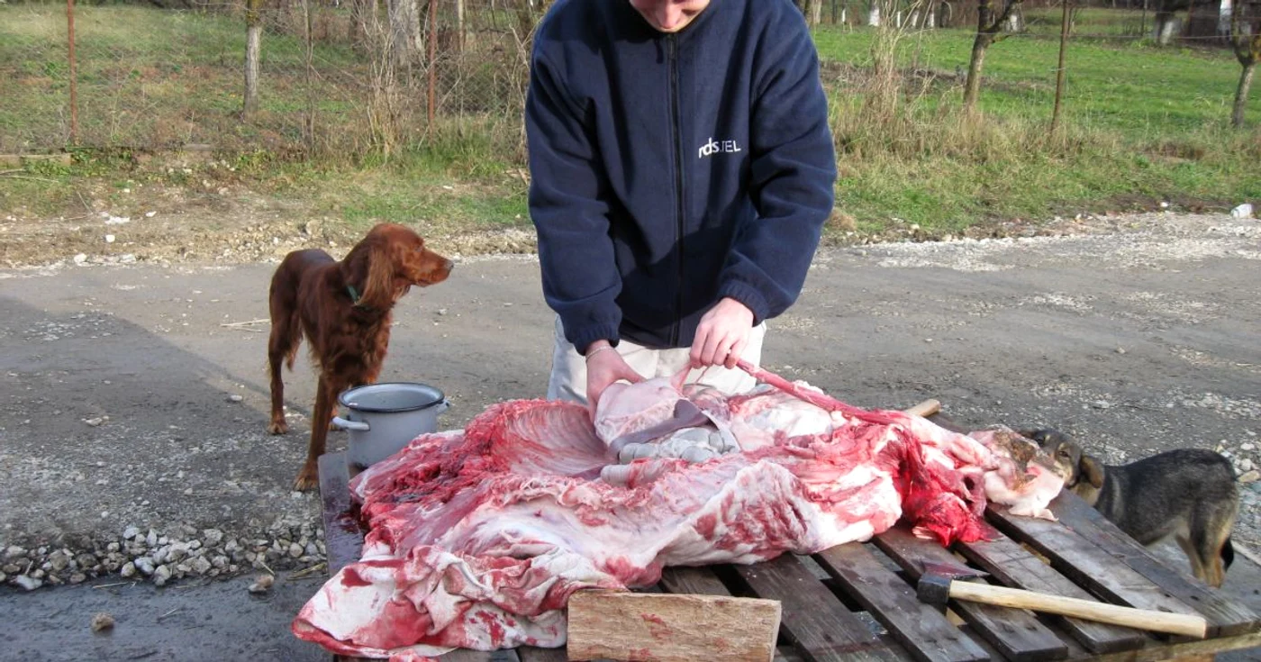 Ritualul legat de tăierea porcului a trebuit continuat fără măcelar