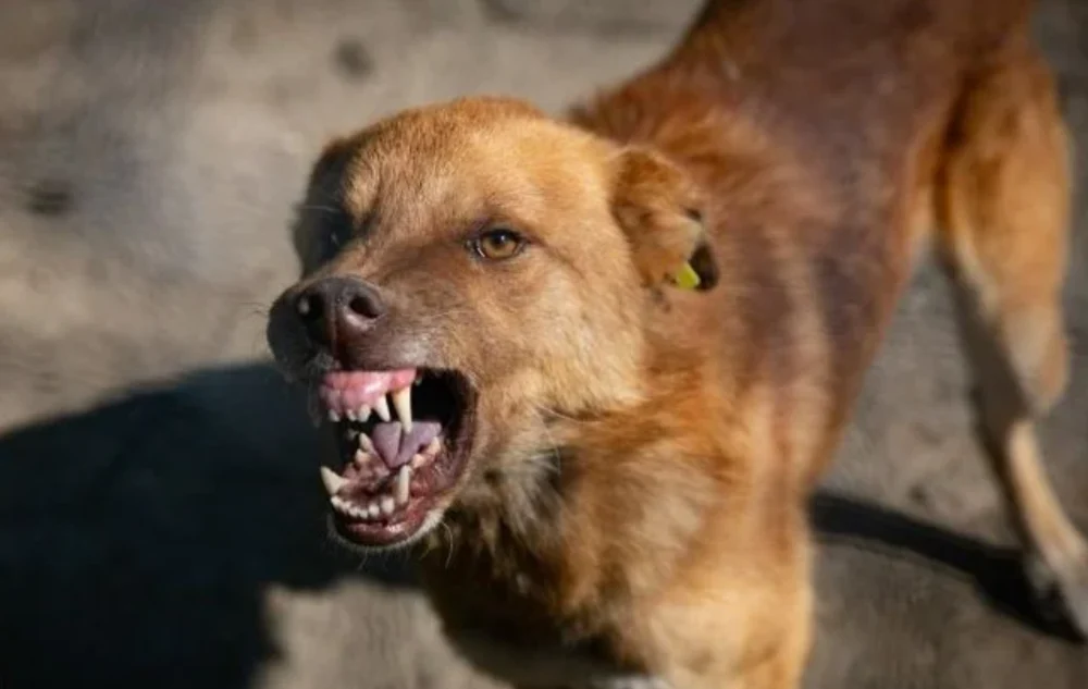 Caz de rabie la un câine în Iaşi. Animalul, care devenise agresiv, a murit după ce a fost ridicat de hingheri