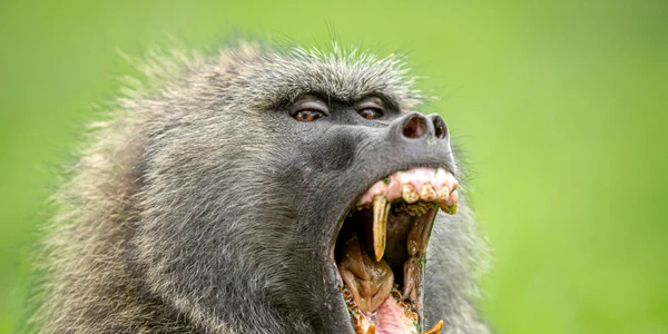 babuin masliniu foto shutterstock