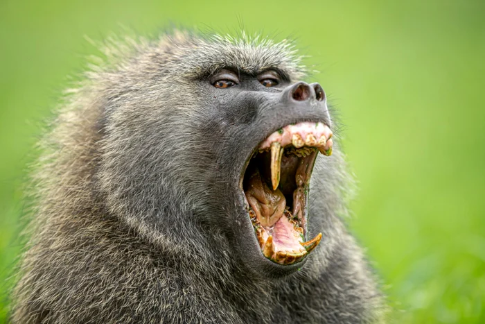 Babuinul măsliniu este una dintre speciile de maimuţe care trăiesc în Parcul Naţional Gombe Foto: Shutterstock