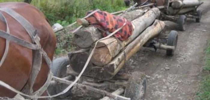 În prag de iarnă, cei care nu-şi permit să cumpere lemne s-au apucat de furat 