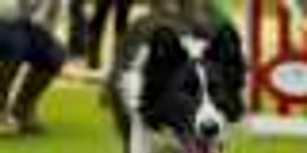 Gem din rasa border collie participa la un test de agilitate in cadrul conferintei de presa care anunta deschiderea celei de-a 138 a editii a concursului Westminster Kennel Dog Club la Madison Square Garden in Manhattan New York FOTO Reuters