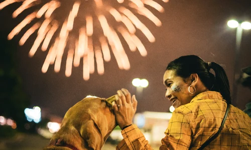 caini artificii pexels jpg