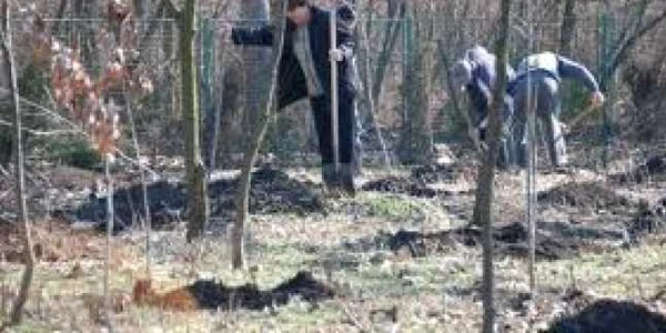 Tinerii au furat 24 de puieţi (arhivă)