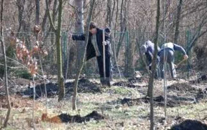 Închisoare pentru furt de puieţi de salcâm FOTO Arhivă