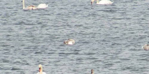 Peste 30 de lebede stau pe balta de lângă Vadu Paşii