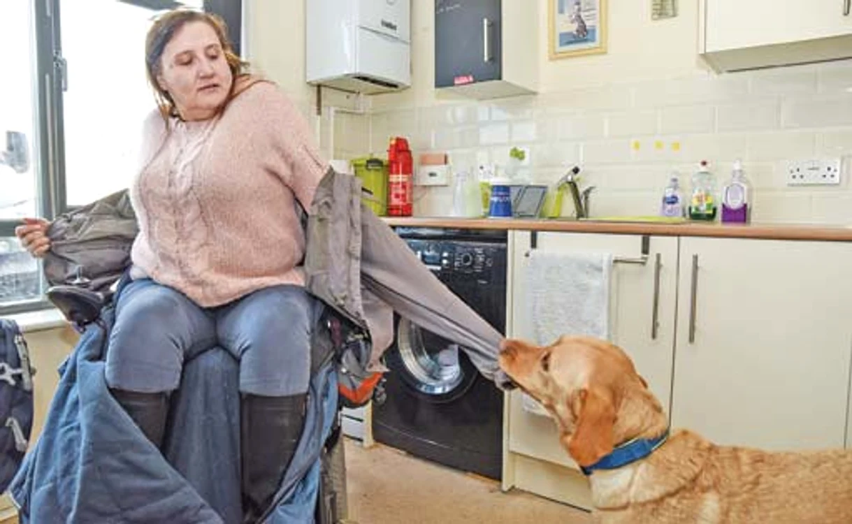 
    Labradorul alege  rufele murdare şi  le bagă la spălat  