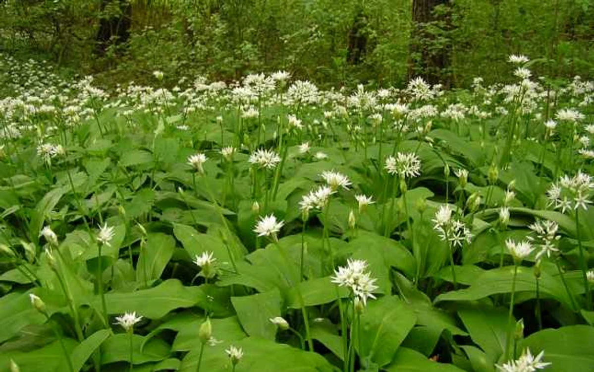 Flori de primăvară din pădure leurda