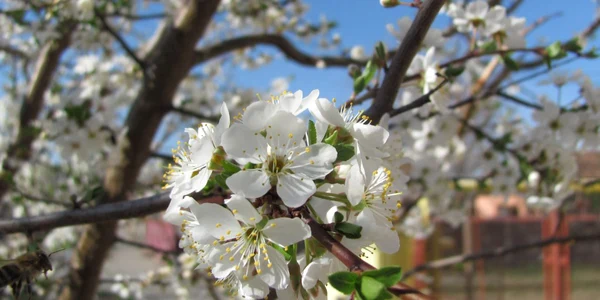 35.000 de teleormăneni îşi sărbătoresc numele de Florii